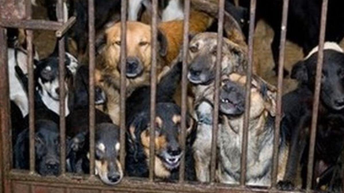 ce prevede legea in cazul maidanezilor un caine poate fi eutanasiat dupa 7 zile daca nu a fost