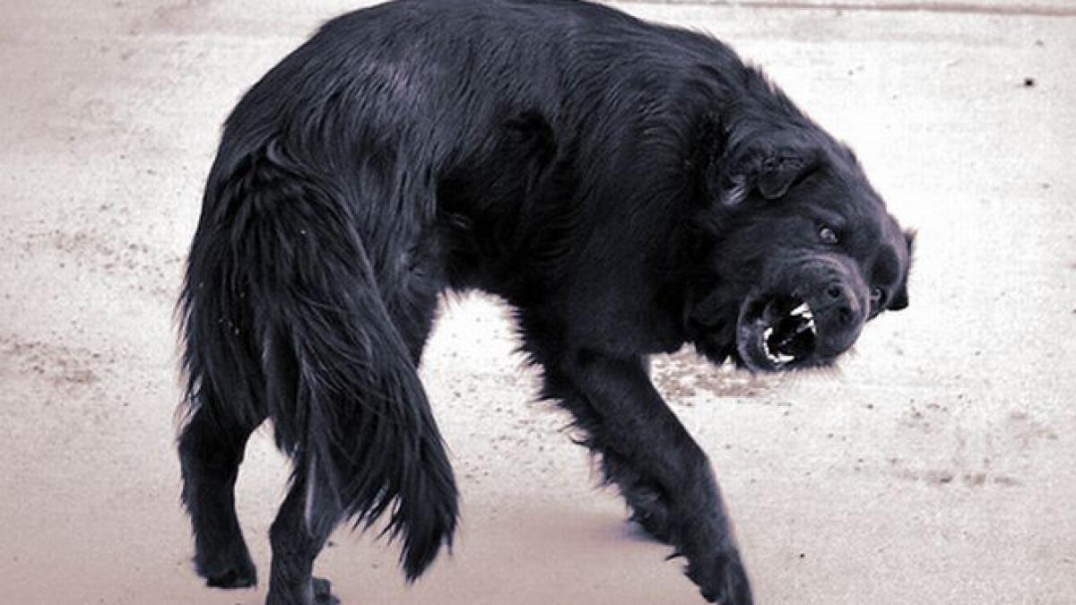 cine vrea poate in romania sunt si orase fara maidanezi