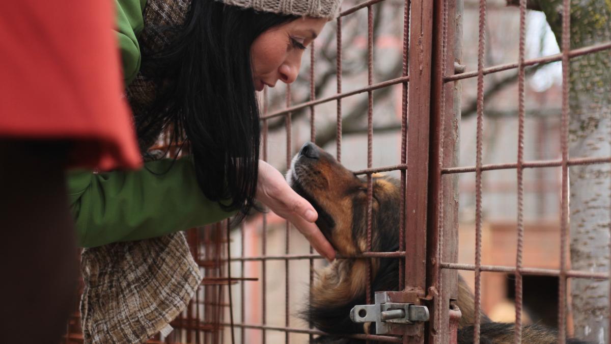 cum au scapat de cainii maidanezi tarile din europa metoda eficienta care a golit marea britanie de