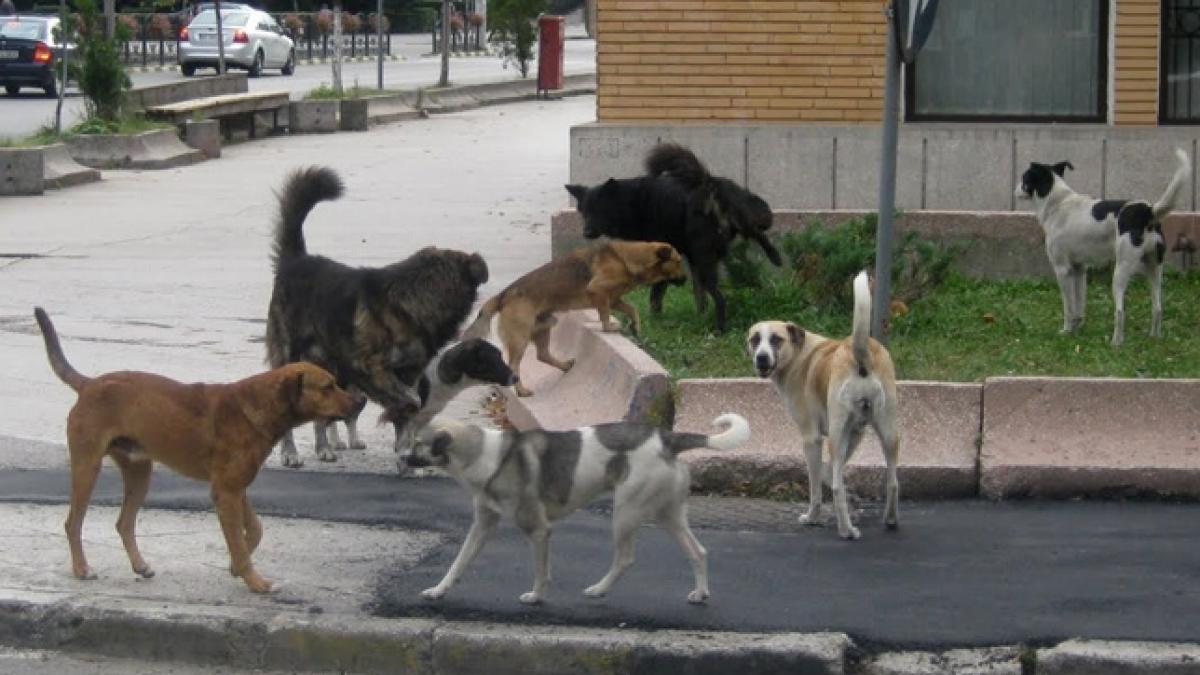 detalii socante de la autopsia lui ionut medicii legisti au inmarmurit cand au vazut trupul