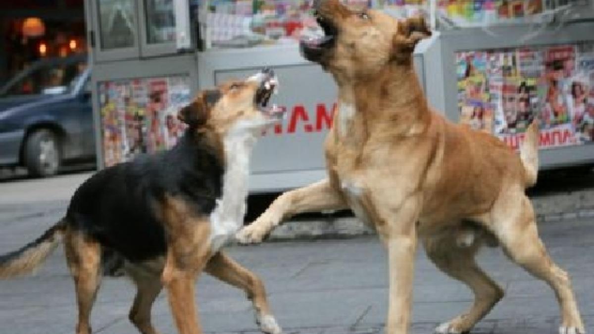 dosar penal in cazul copilului ucis de caini vagabonzi in apropierea parcului tei din capitala