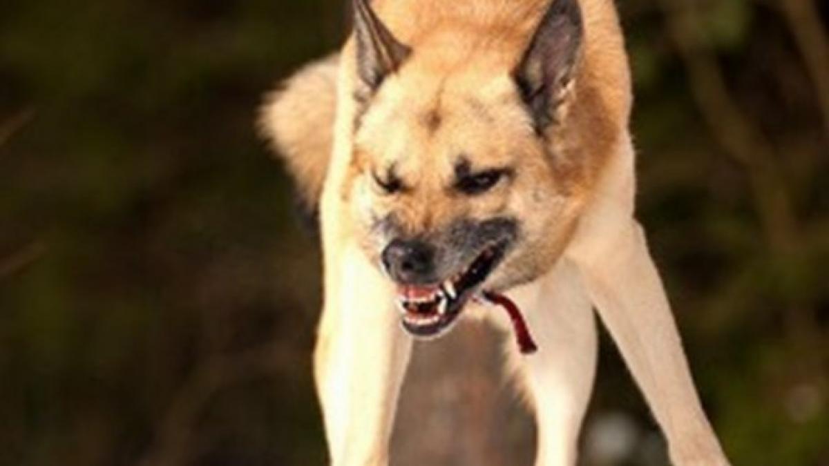 eram ca un curier vezi ce explicatii a dat voluntara care il avea in grija pe unul dintre cainii