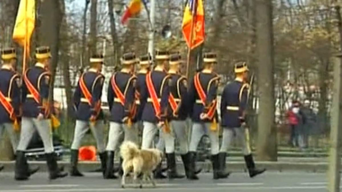 maidanezul frate cu romanul iata cateva dintre evenimentele de la care patrupezii fara stapan nu au