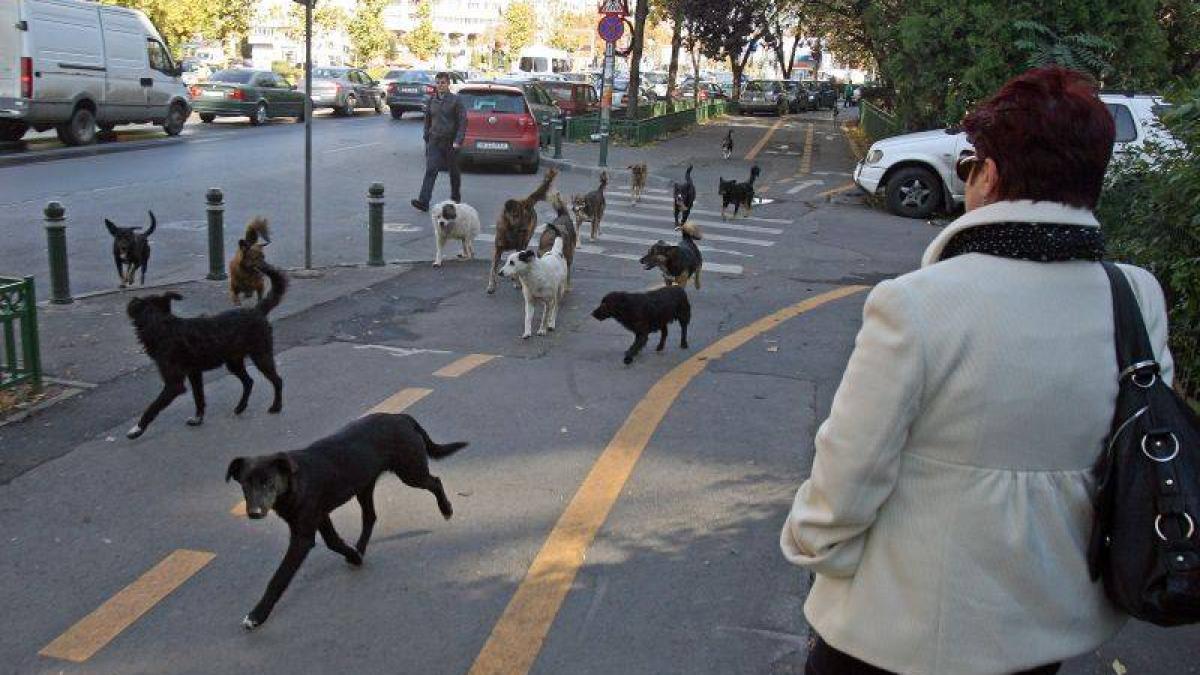 ong urile pentru protectia animalelor au aparut ca ciupercile dupa ploaie sunt adevarate gauri