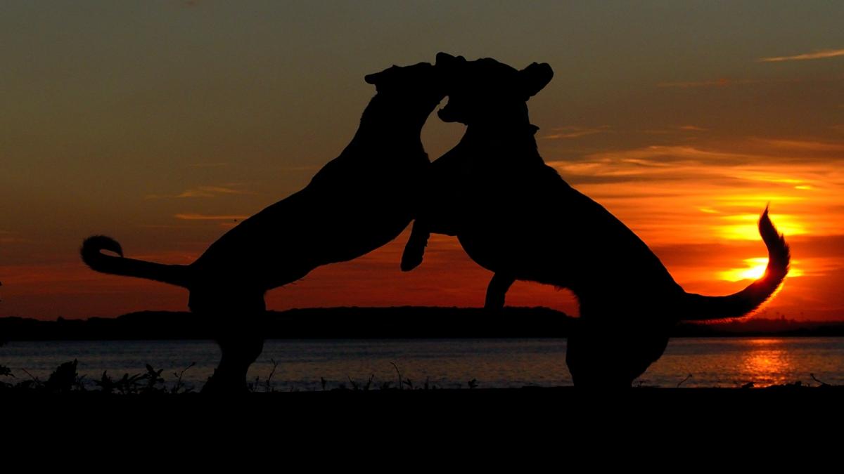 problema cainilor maidanezi ne este frica sa ne urcam in masini de teama sa nu fim muscati de