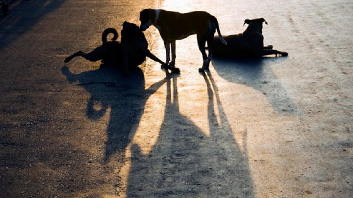 ce sume a avut la dispozitie autoritatea platita din banii nostri sa se ocupe de problema cainilor