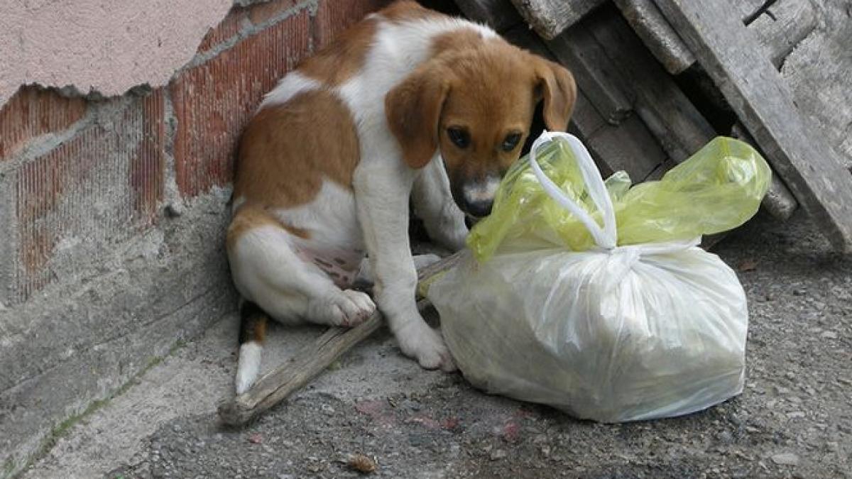 crin antonescu copilul acesta a murit intr un mod atat de ingrozitor din cauza oamenilor nu din