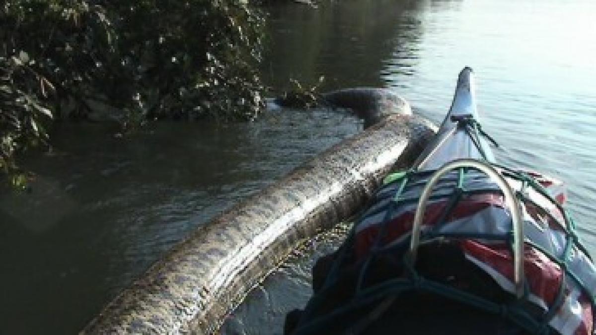 imagini socante surprinse in jungla amazoniana ce s a intamplat cand au dat peste un urias sarpe