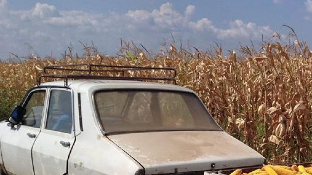 inventivitatea romanilor nu are limite ce se intampla intr un judet din romania la culesul