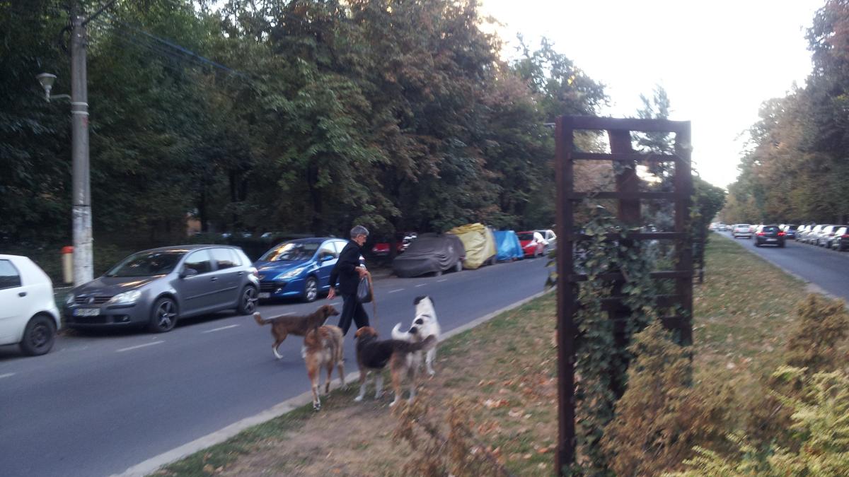 o iubitoare de caini catre o femeie care a fost agresata de maidanezi daca ai crede in dumnezeu ai