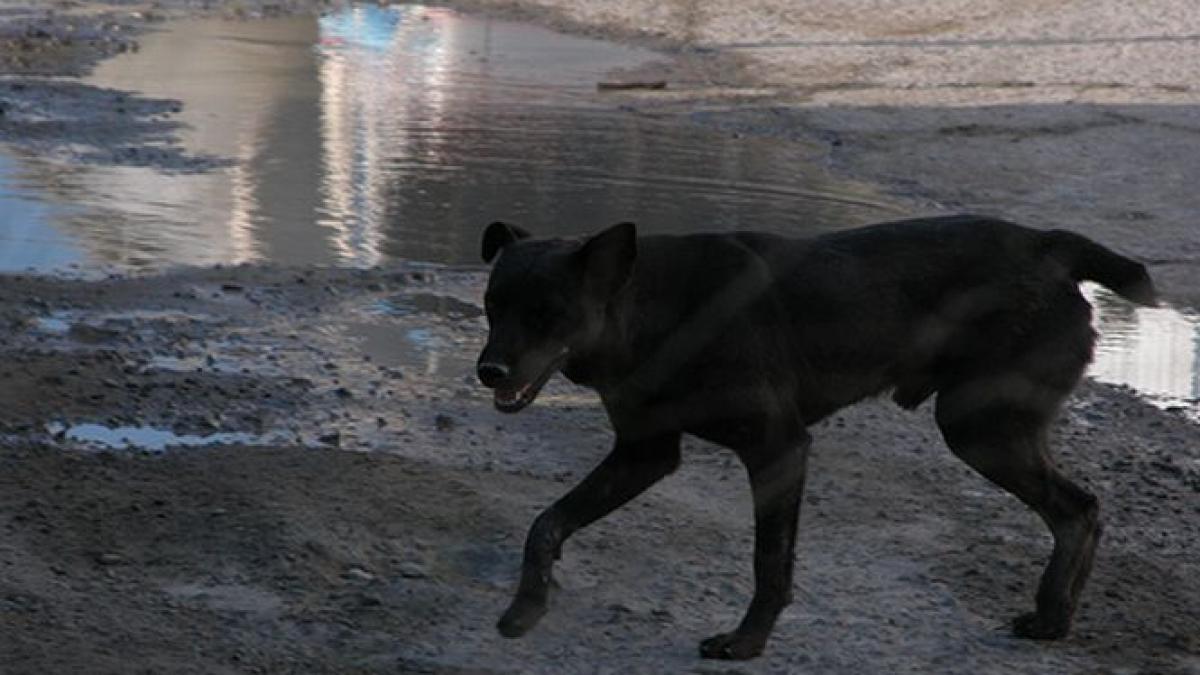 peste 700 de caini vagabonzi au fost eutanasiati in ultimii cinci ani in bucuresti oficial in