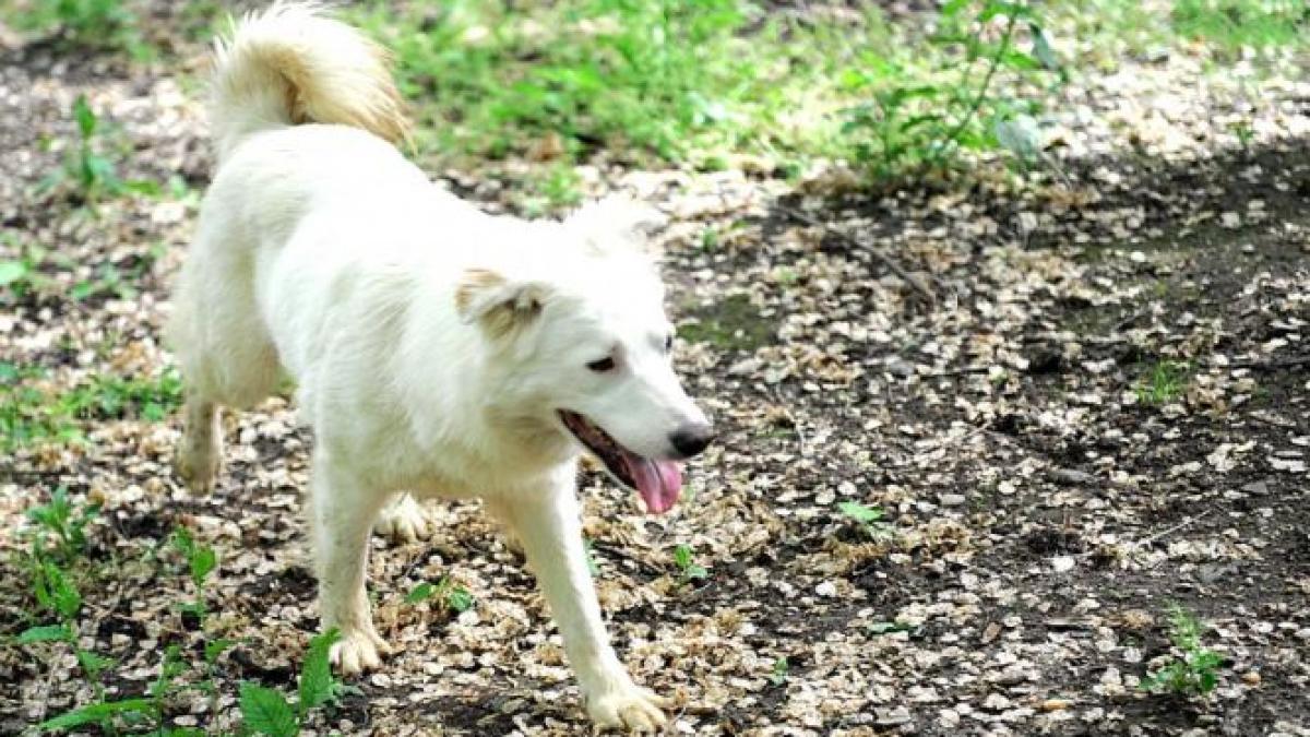 reamintiti le autoritatilor problemele pe care le aveti cu maidanezii adresele de mail si numerele