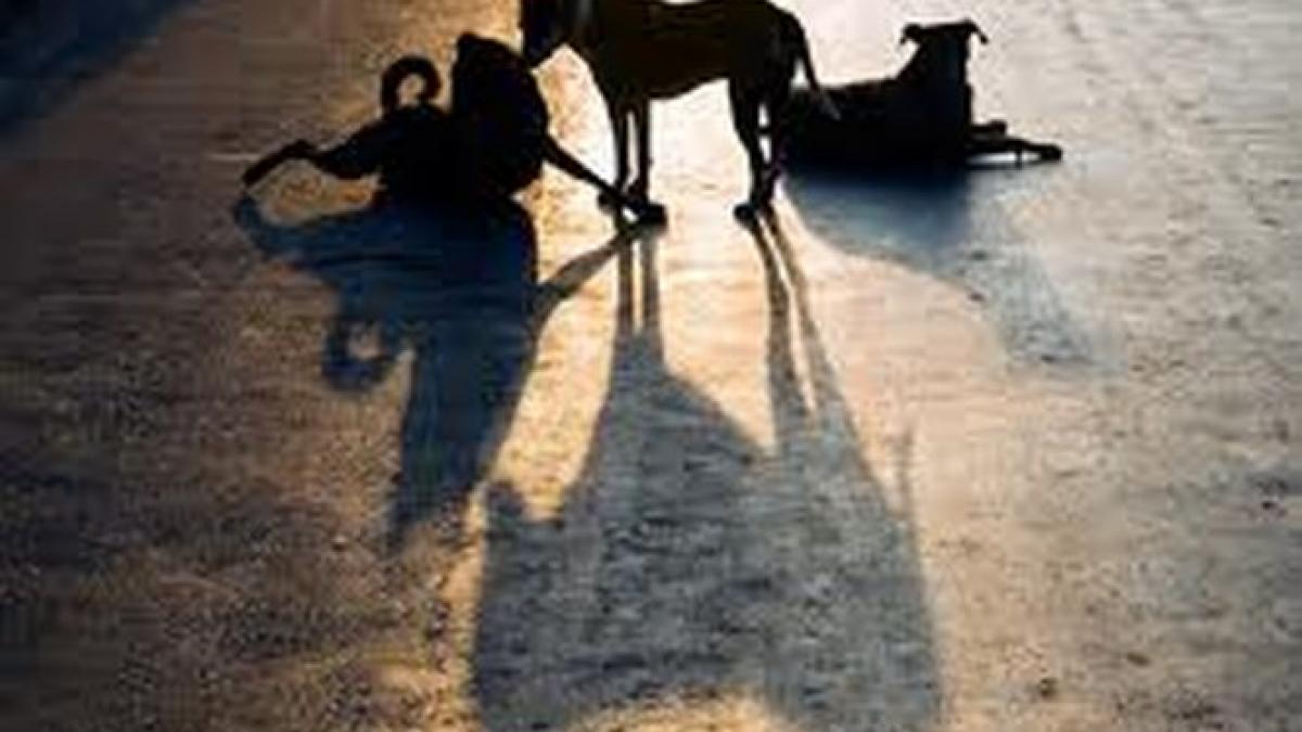 esti deranjat de haitele din fata blocului antena 3 va indeamna sa le reamintiti autoritatilor daca