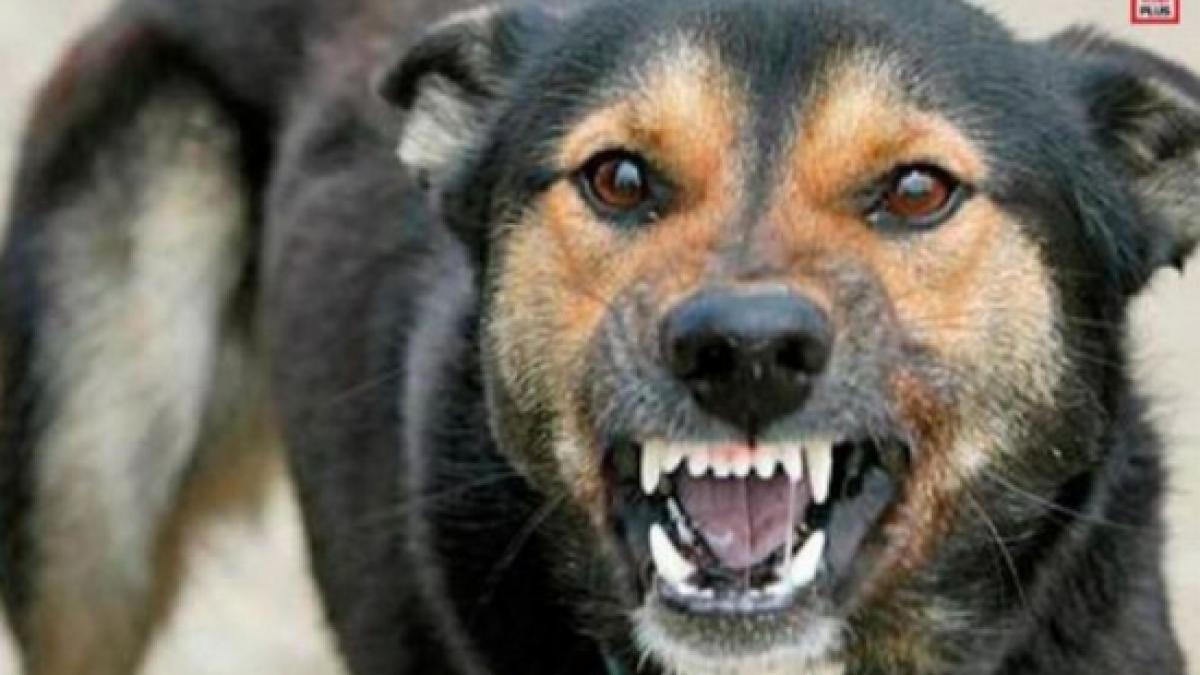 hingherii au inceput vanatoarea cainilor din zona scolilor si a gradinitelor din sectorul 2 al