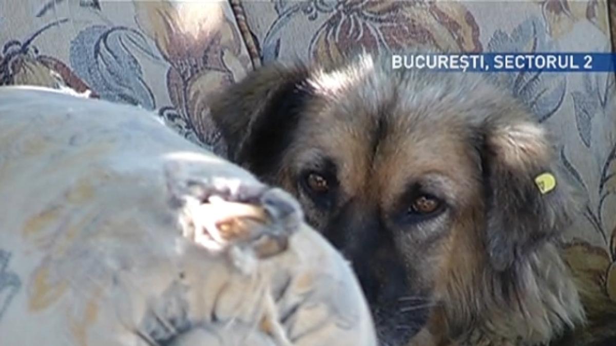 sectorul lui ontanu raiul maidanezilor cei care locuiesc in zona dau vina pe voluntarii unui ong