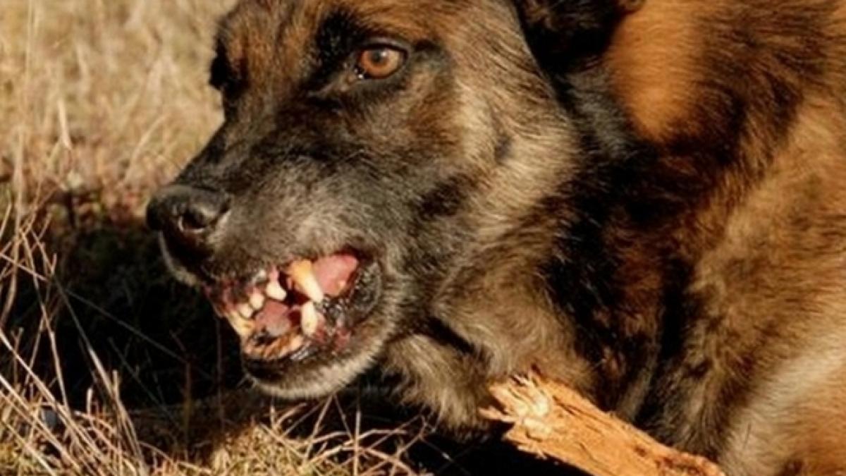 un alt baiat de trei ani sfasiat de fata si de cap de maidanezi au ramas coltii animalului unde a