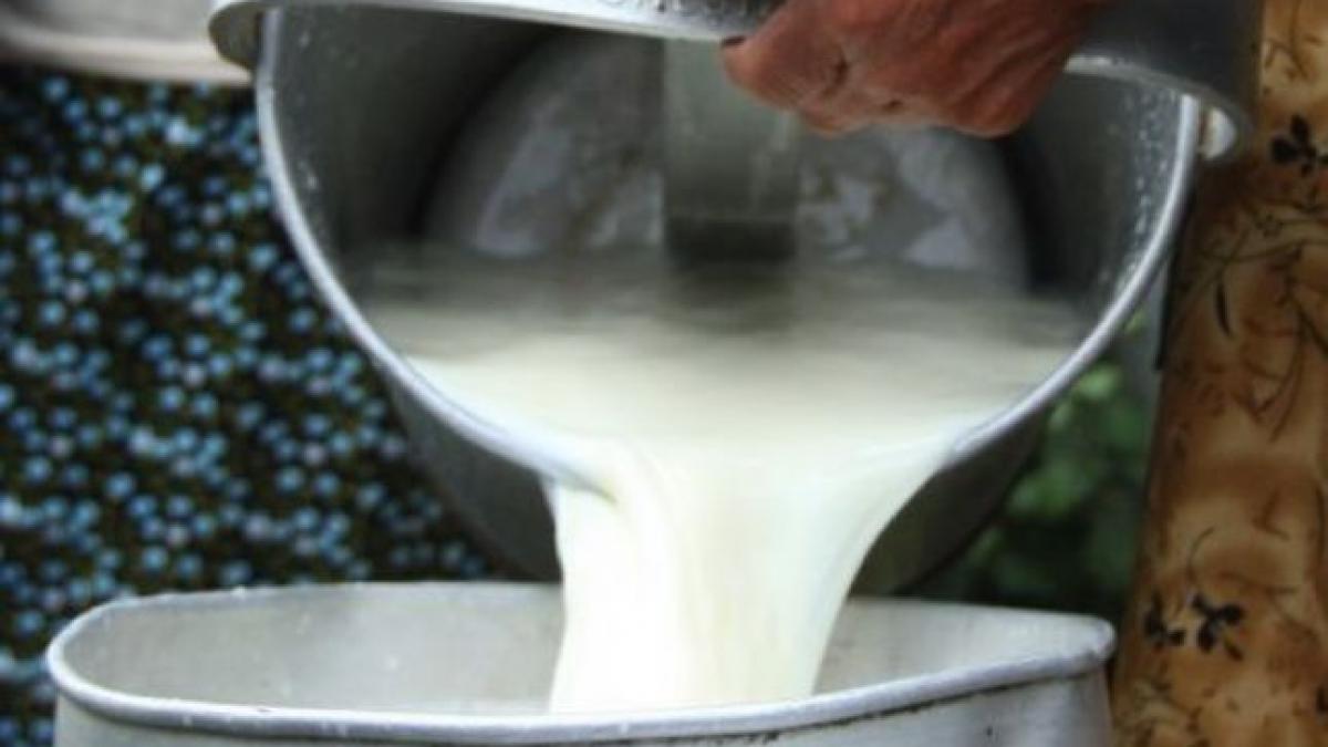 laptele recoltat traditional interzis din piete de anul viitor