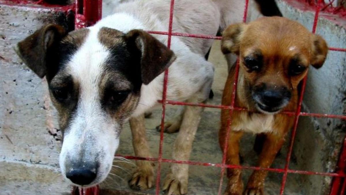 protest la universitate fata de eutanasierea cainilor maidanezi copiii iubesc maidanezii alegeti