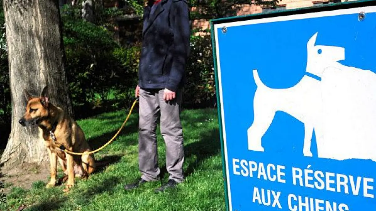 punctul de intalnire cum e cu maidanezii in marele paris