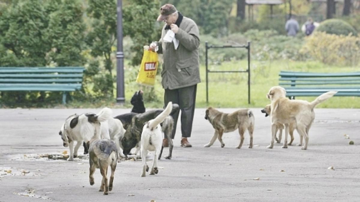 Câinii fără stăpân, pe mâna parlamentarilor. Când se va soluţiona problema