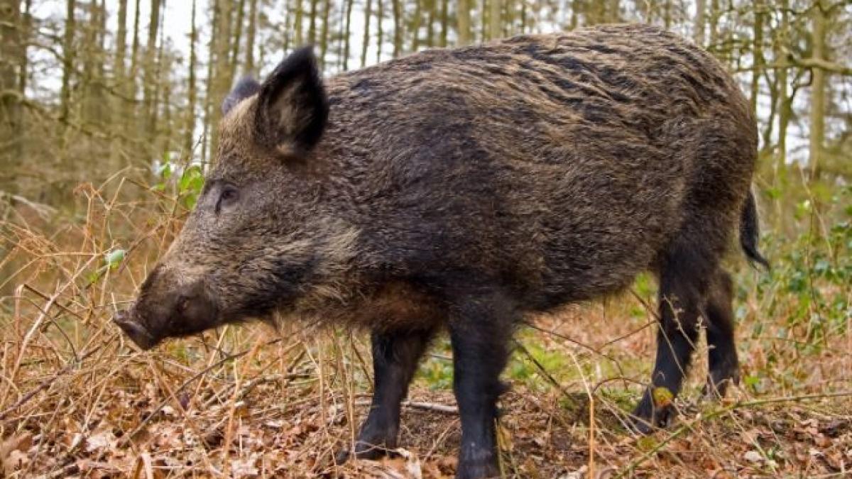 a ajuns la spital cu un picior sfartecat un barbat din alba atacat de patru porci mistreti