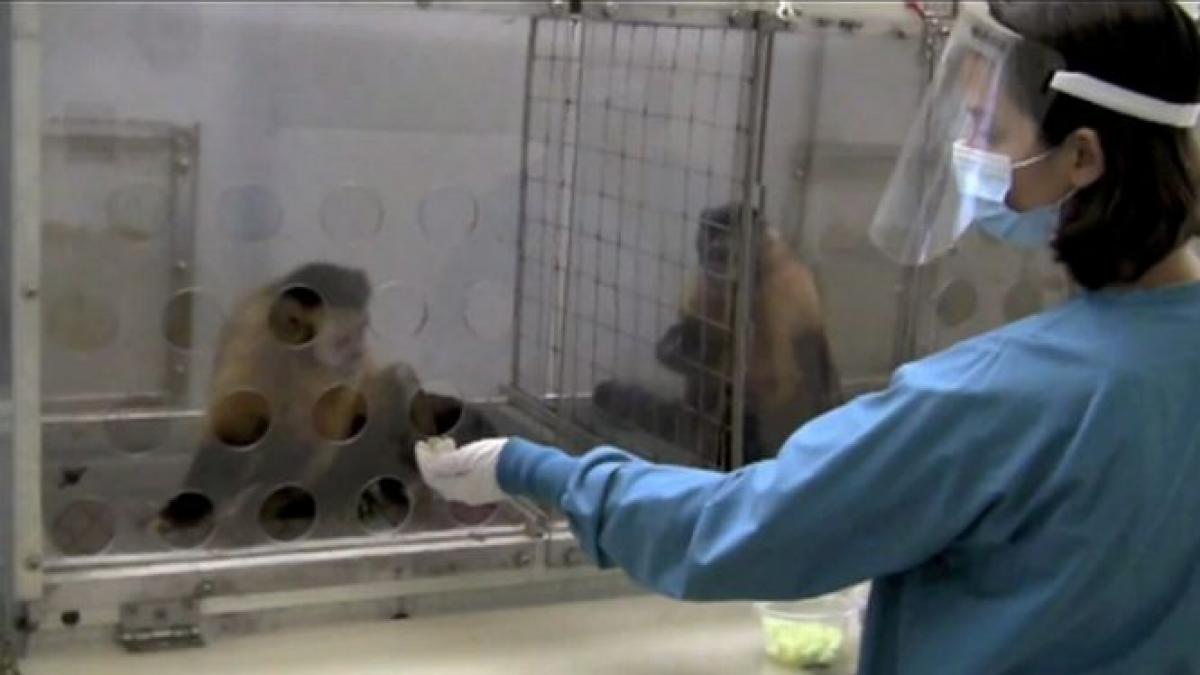 ai zambit azi vezi cum reactioneaza o maimuta revoltata