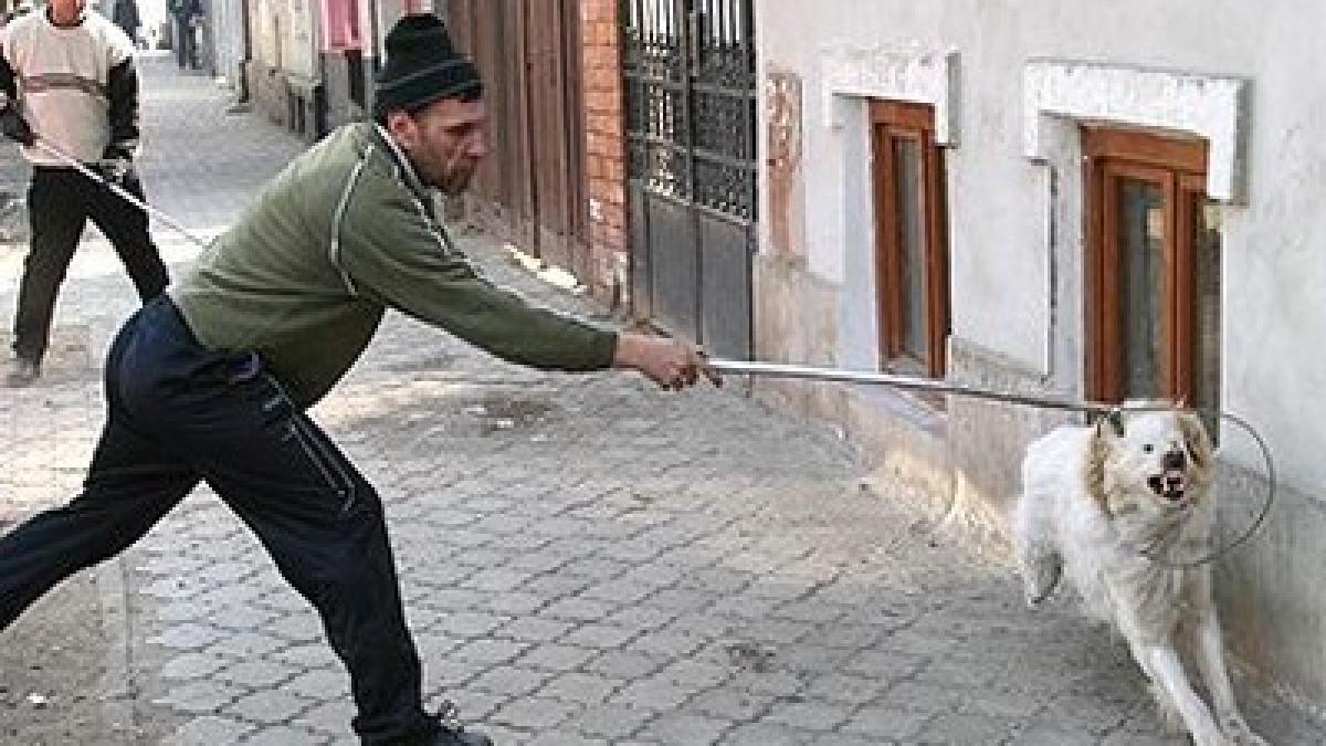 bbc romania face campanie pentru a ucide cainii vagabonzi