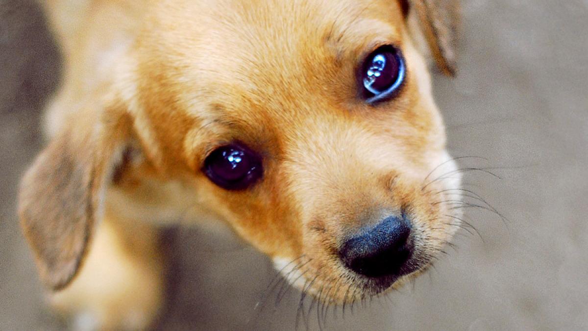 cea mai trista zi pentru iubitorii de animale ce masuri au luat impotriva legii eutanasierii