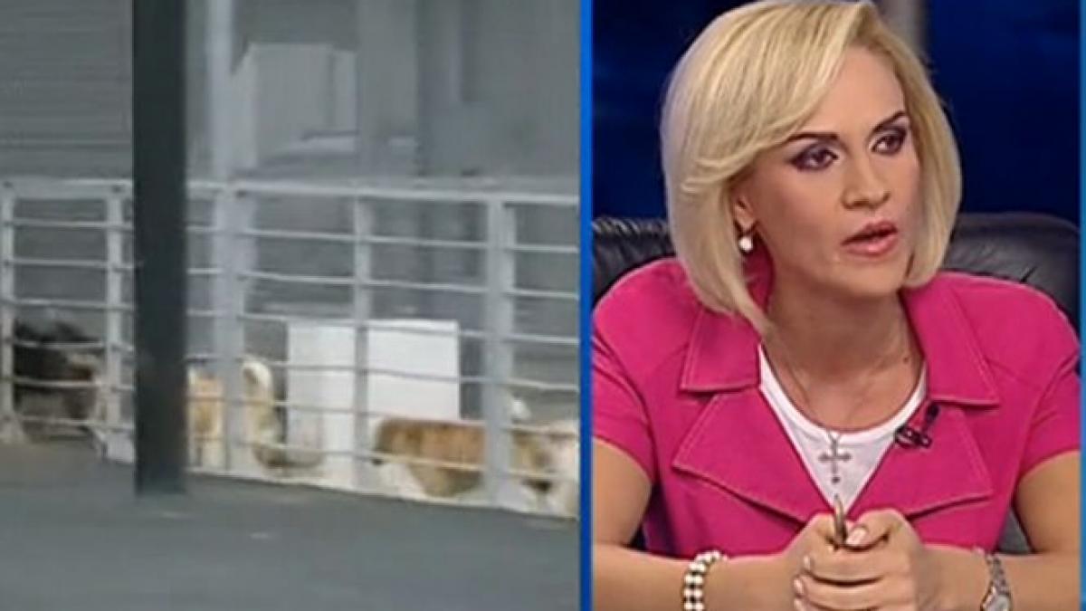 gabriela vranceanu firea nu cred ca trebuie sa se mearga catre o eutanasiere agresiva si automata