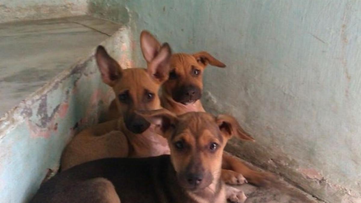 parlamentarul vlad nistor eu cred ca romanii nu iubesc animalele am vazut cu ochii mei scene atroce