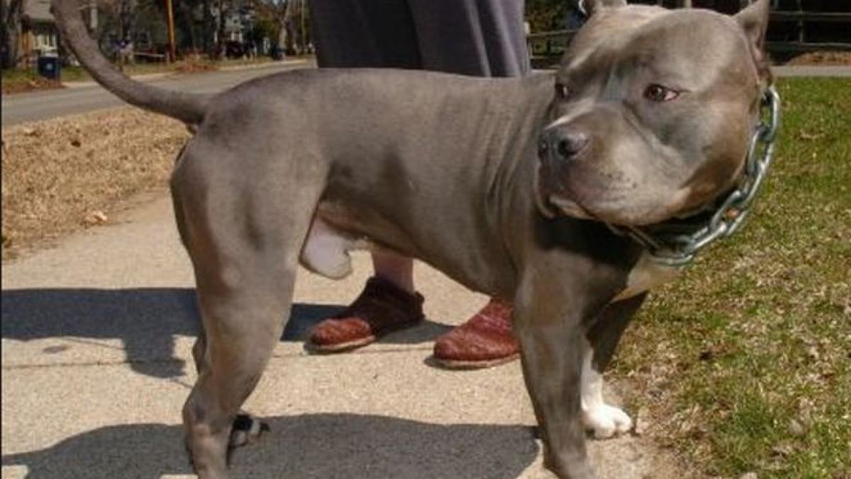 romani arestati la roma dupa ce au asmutit un caine spre politisti animalul a ranit grav o femeie