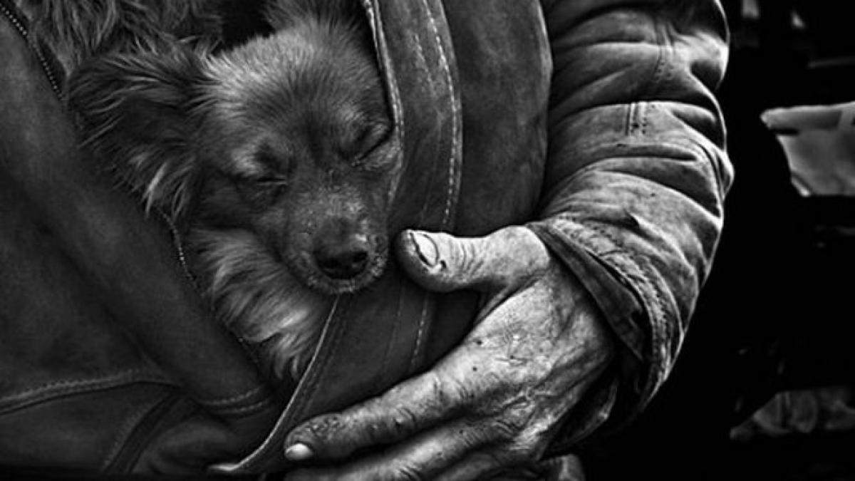 cum pot fi salvati de la moarte cainii fara stapan