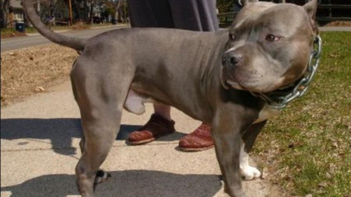 Romanians arrested in Rome after they set their  dog against  the police. The animal  seriously injured a woman who was passing by 