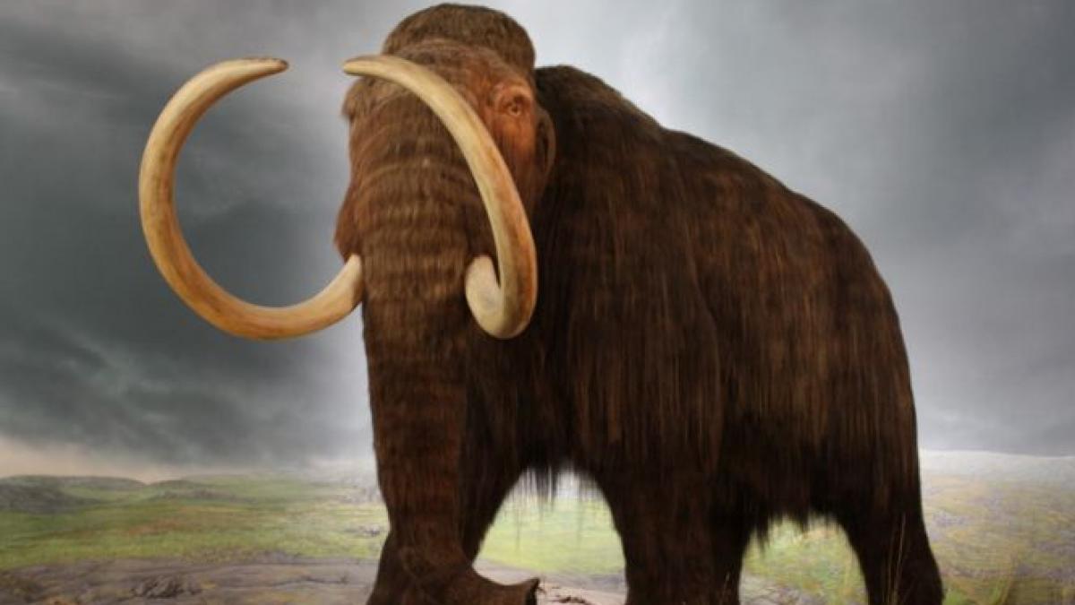 studiul genetic care arata ce impact au avut schimbarile climatice in disparitia mamutilor