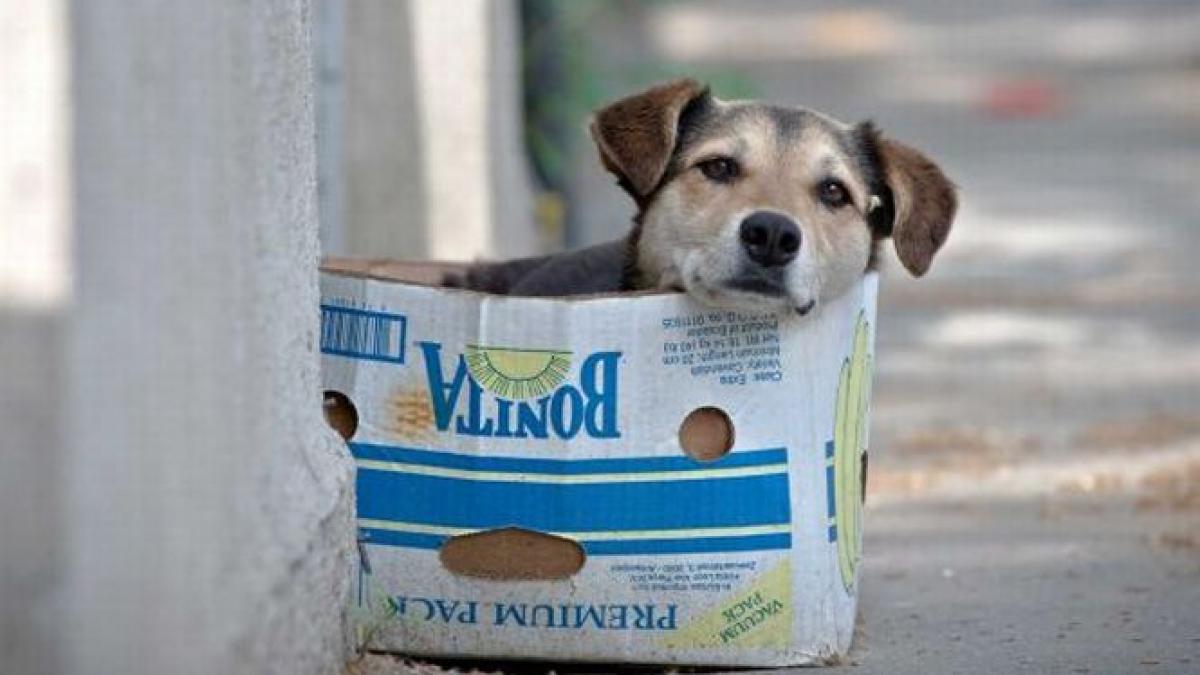 locuitorii din sectorul 4 al capitalei vor putea tine cate un caine langa fiecare bloc