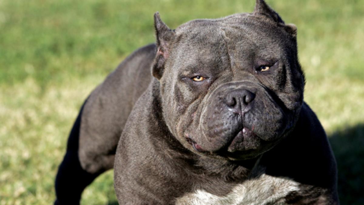 un baiat de 16 ani muscat pe strada de un caine de lupta animalul crescut de doi oameni ai strazii