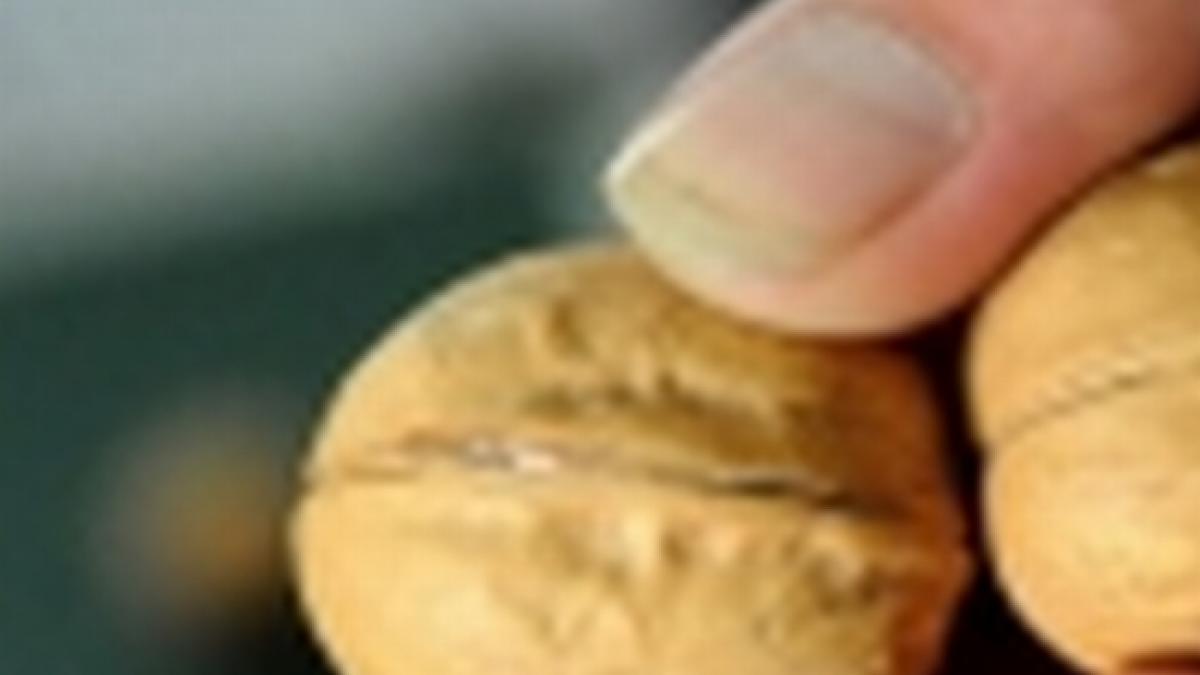 cinci persoane suspectate ca au inselat numerosi vanzatori de nuca au fost retinute in capitala