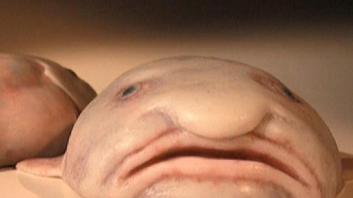 e gelatinos si are fata de mosneag cu nas mare si moale cum arata cel mai urat animal din lume