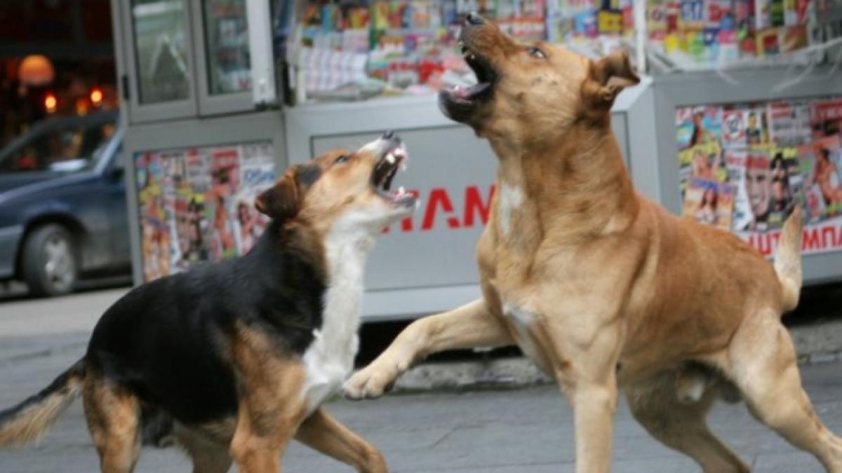 reactii internationale impotriva legii care permite eutanasierea cainilor este o rusine o mizerie