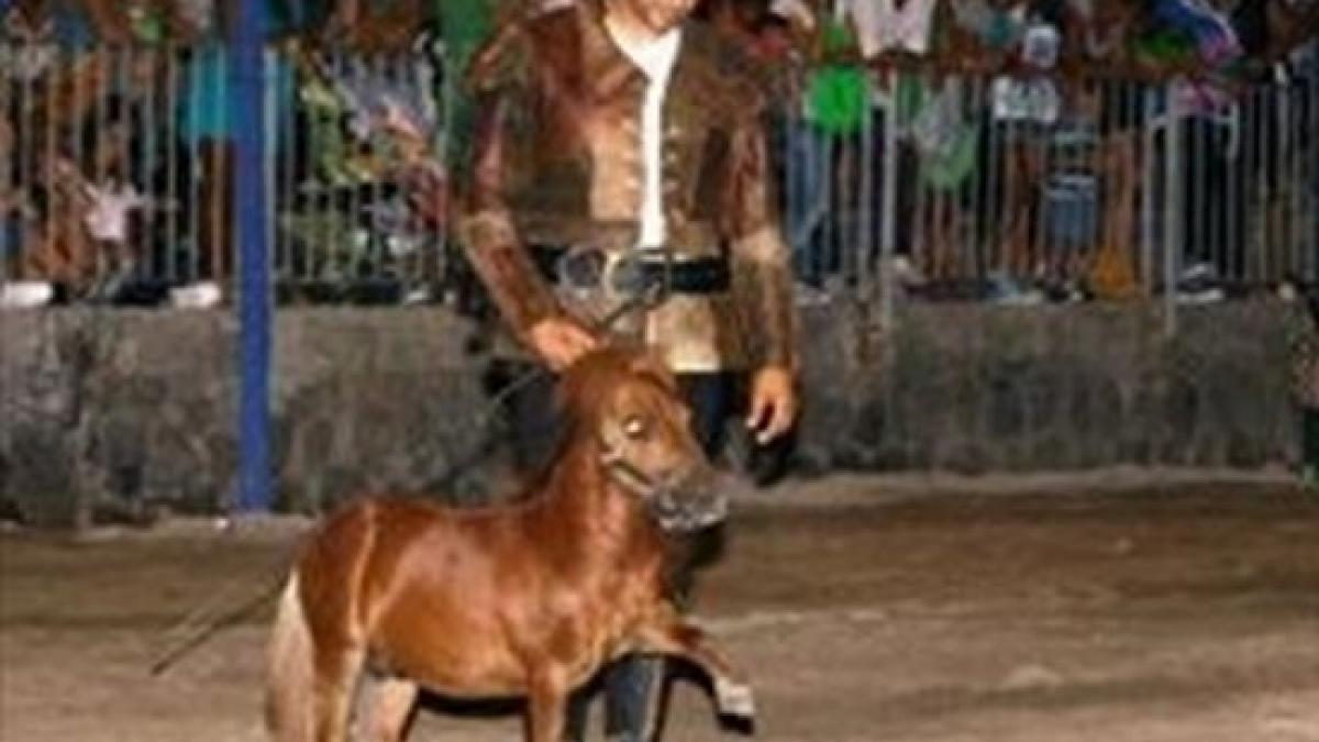 alerta in italia cel mai mic ponei din lume a disparut fara urma