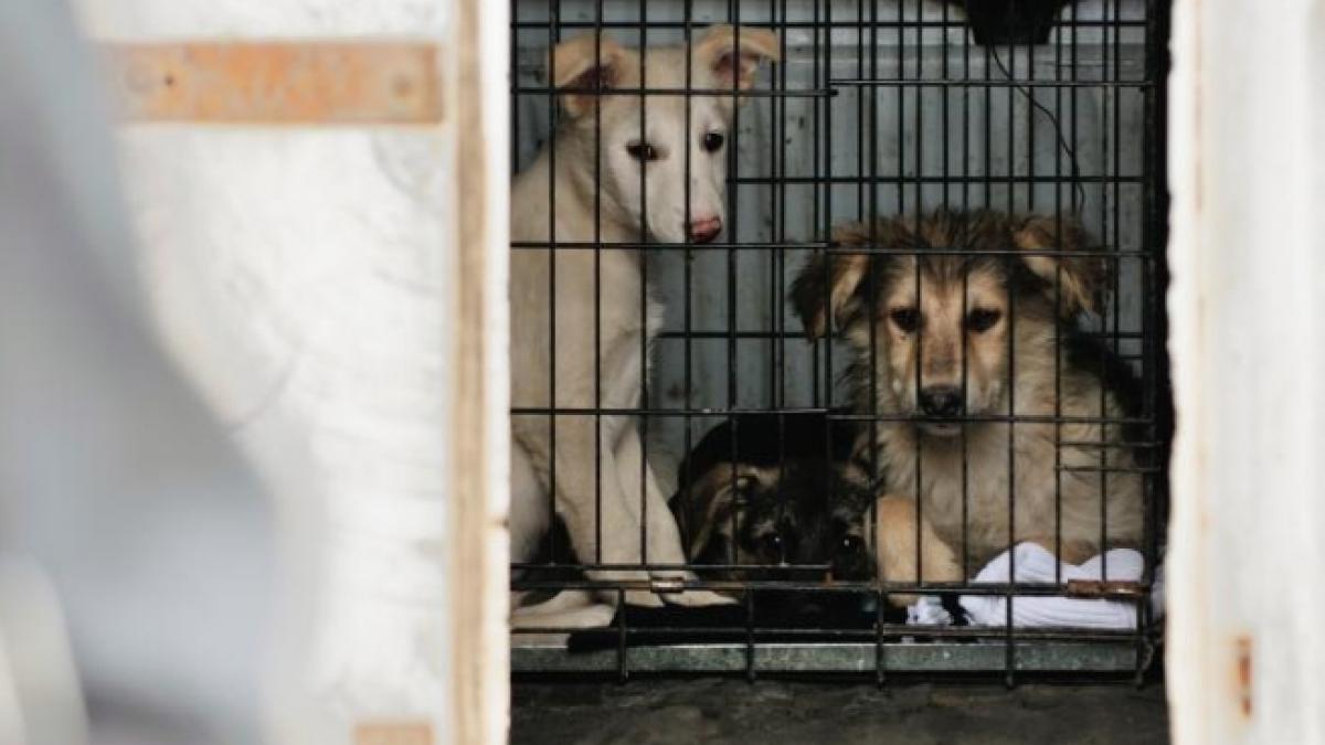 aproape toate partidele politice au sesizat ccr cu privire la neconstitutionalitatea legii cainilor