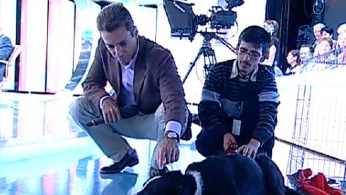 campanie antena 3 mihai gadea eu si mircea am decis sa adoptam niste caini de pe strazi