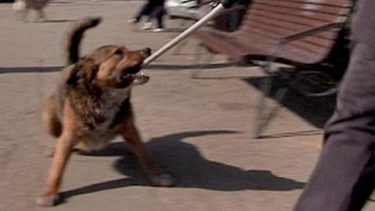 basescu lasa cainii sa se reproduca si apoi pune militiile mortii sa intervina brigitte bardot