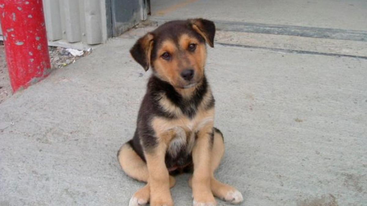 legea privind eutanasierea cainilor maidanezi contestata la curtea constitutionala sesizarea va fi