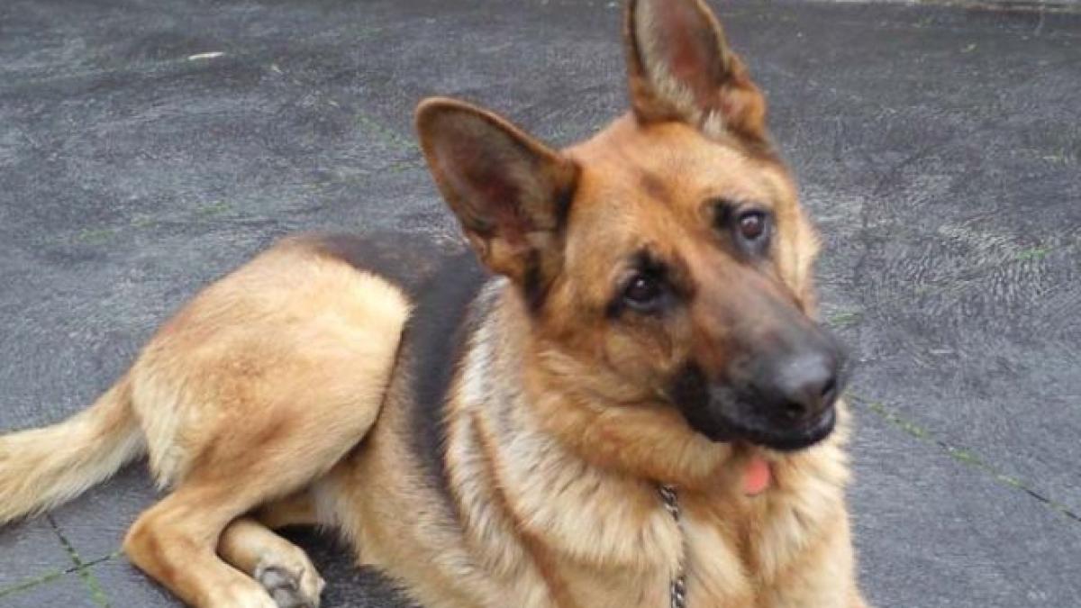 razboi pe viata si pe moarte intre iubitorii de animale si cei care isi doresc sa scape de caini