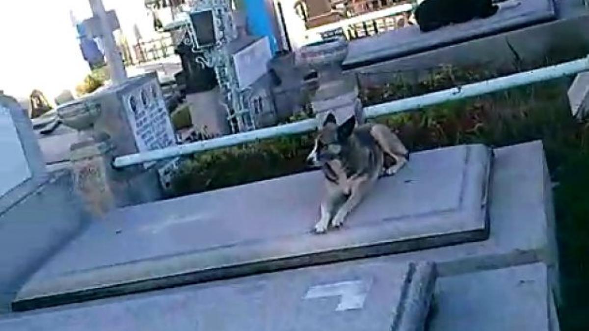 imagini revoltatoare maidanezii troneaza in cimitirul in care e ingropat ionut stau pe morminte si