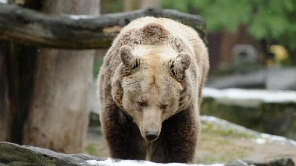 doua persoane atacate de o ursoaica in dambovita