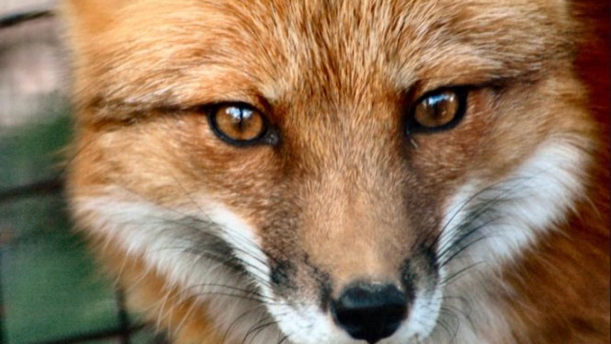 descoperirea surprinzatoare facuta de locatarii unui bloc din suceava