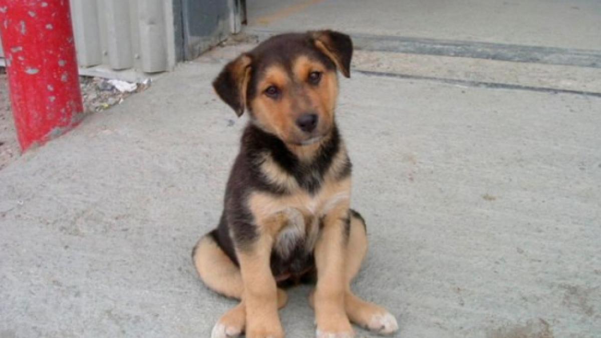 curtea constitutionala discuta maine sesizarea in cazul legii privind cainii fara stapan