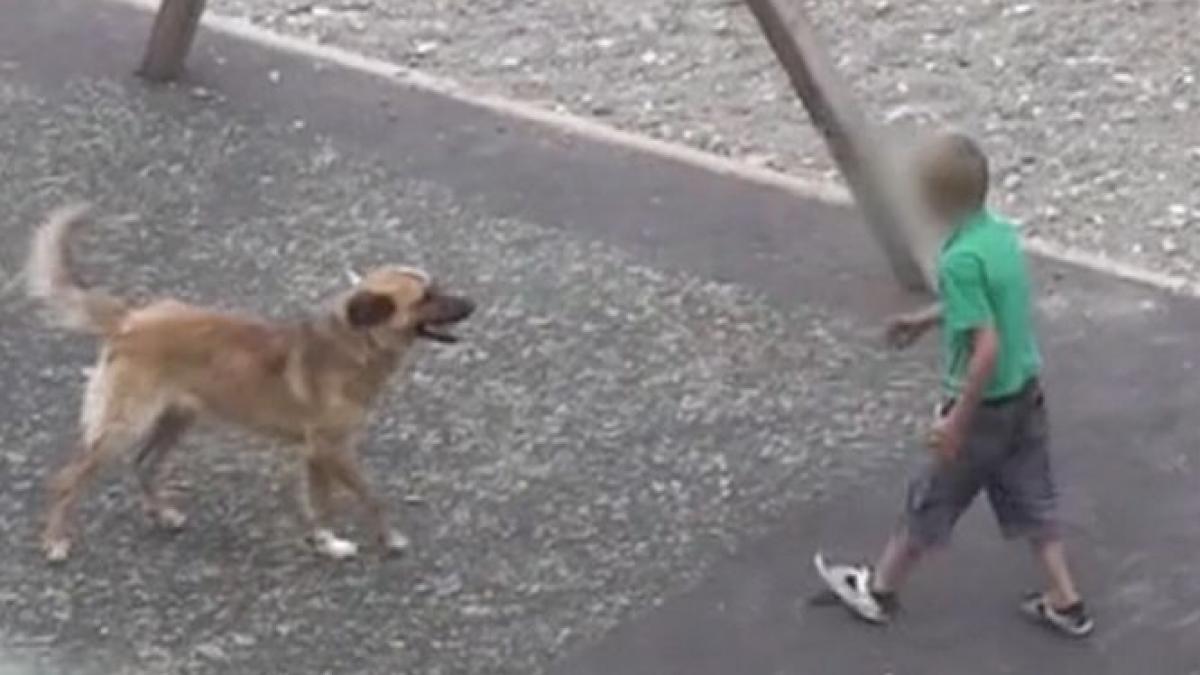 imaginile induiosatoare care arata prietenia dintre un maidanez si un copil